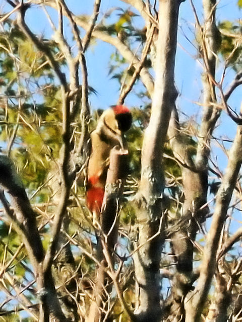 ② アカゲラ ♂ 成鳥 山中湖 山梨県 2011/09/19 Photo by Kohyuh ② アカゲラ ♂ 成鳥 山中湖 山梨県 2011/09/19 Photo by Kohyuh