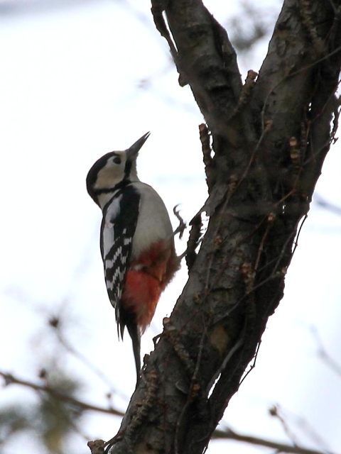 C AJQ @@@s@2013/03/06@ Photo by Manda@ʐ^񋟁F@ݓcj