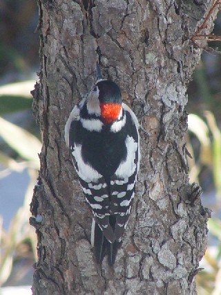 A-2 AJQ @@@ߋEكTN`A@kC@2008/02/01@ Photo by Kohyuh