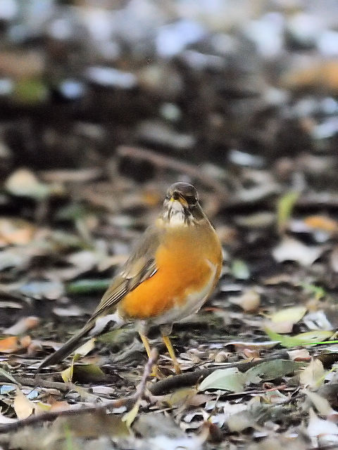 D AJn @@ls@ݍ@2013/02/28@Photo by Kohyuh