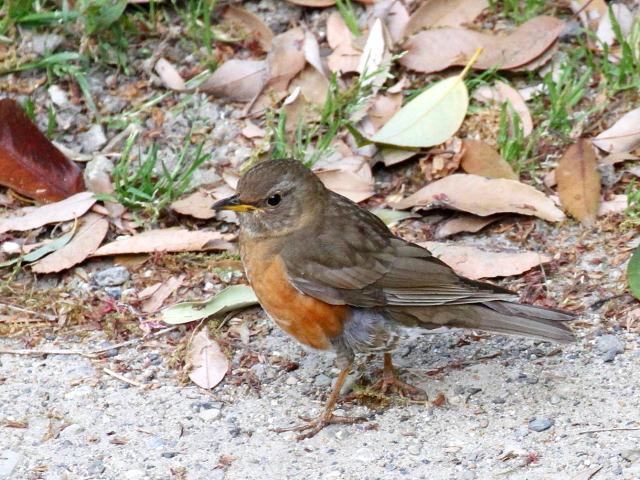 E AJn @@s@@2013/04/19@Photo by Manda@iʐ^񋟁F@ݓcj