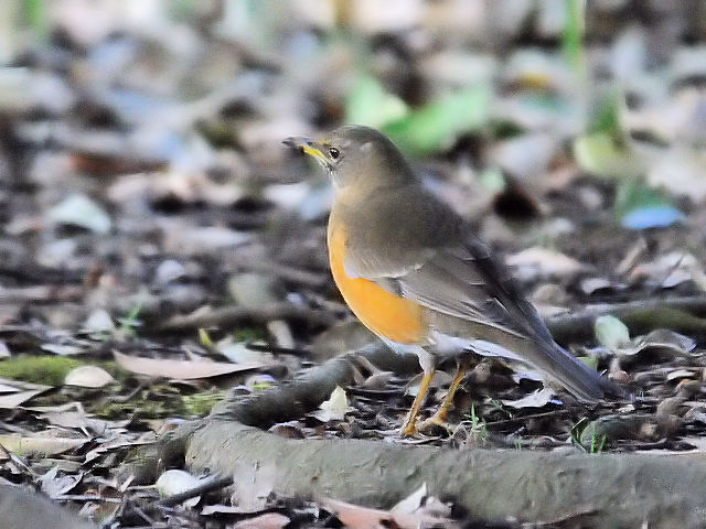 C AJn @@ls@ݍ@2013/02/28@Photo by Kohyuh