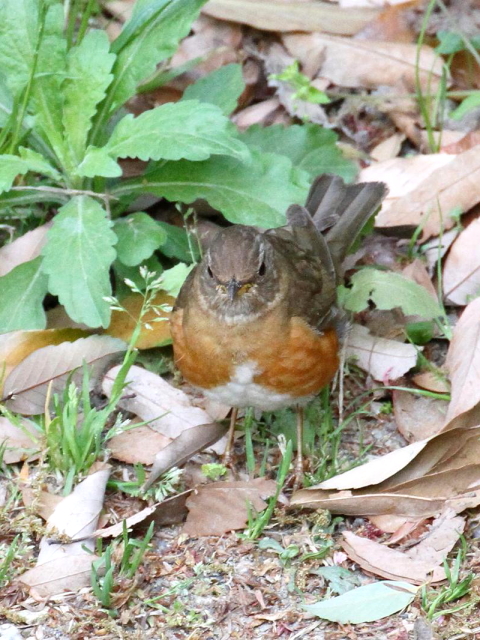 F AJn @@s@@2013/04/19@Photo by Manda@iʐ^񋟁F@ݓcj