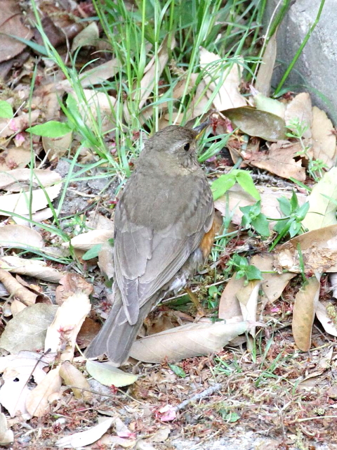 G AJn @@s@@2013/04/19@Photo by Manda@iʐ^񋟁F@ݓcj