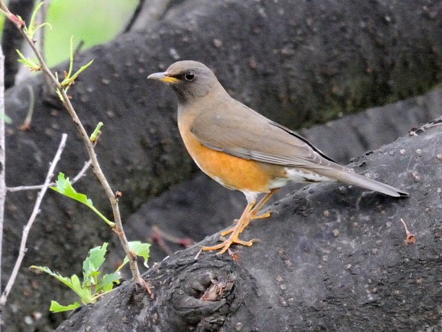 A AJn @@s@w@2010/04/26@Photo by Kohyuh