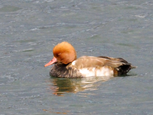 ① アカハシハジロ ♂　成鳥　淀川　大阪市　2011/12/20　Photo by Kohyuh