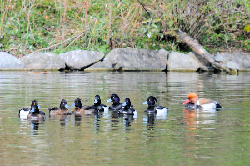 アカハシハジロ ♂ 成鳥　花博記念公園鶴見緑地　大阪市　2021/02/25　Photo by Kohyuh