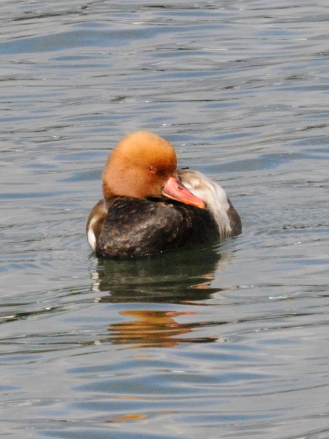 ⑤ アカハシハジロ ♂　成鳥　淀川　大阪市　2011/12/20　Photo by Kohyuh
