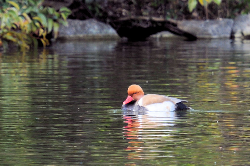 アカハシハジロ ♂ 成鳥　花博記念公園鶴見緑地　大阪市　2021/02/25　Photo by Kohyuh