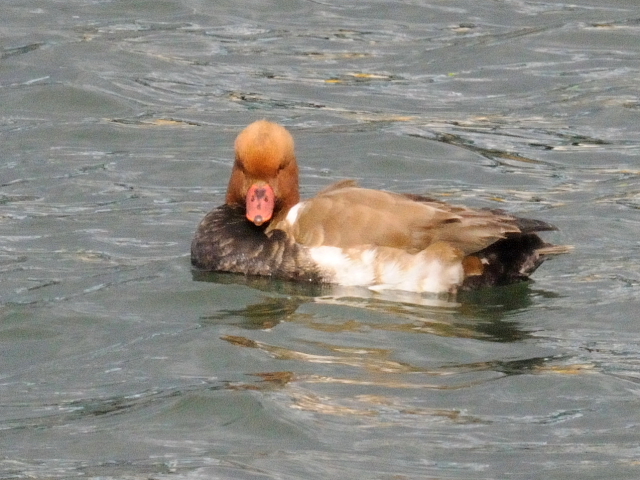 ③ アカハシハジロ ♂　成鳥　淀川　大阪市　2011/12/20　Photo by Kohyuh