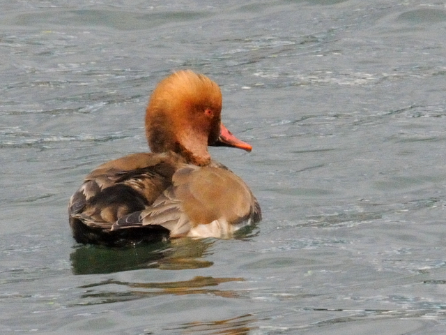 ④ アカハシハジロ ♂　成鳥　淀川　大阪市　2011/12/20　Photo by Kohyuh