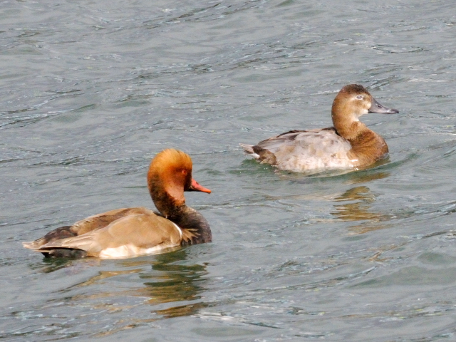 ⑤ 《異種である恋人をエスコートして日本まで ・・・ 》　アカハシハジロ ♂  /　ホシハジロ ♀　成鳥　淀川　大阪市　2011/12/20　Photo by Kohyuh