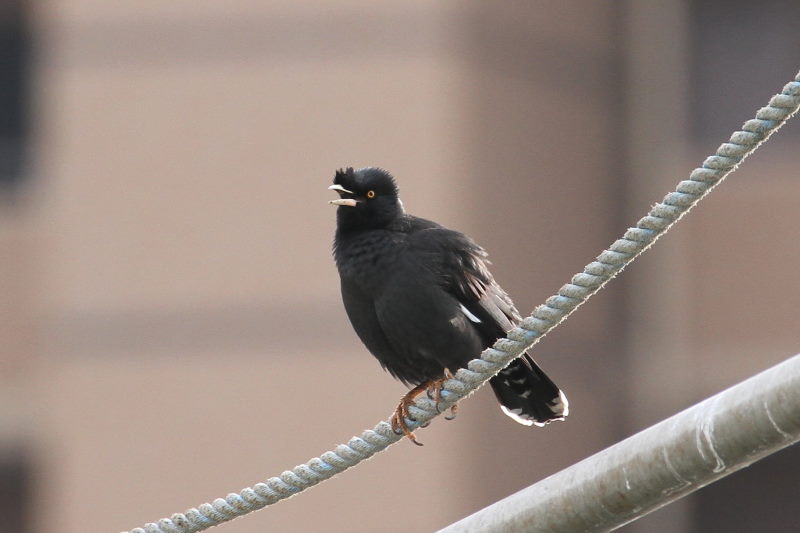 ハッカチョウ　成鳥（５態-1）　明石漁港　明石市　兵庫県　（写真提供：　萬田）