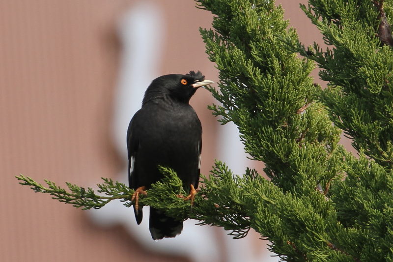 ハッカチョウ　成鳥（５態-1）　明石漁港　明石市　兵庫県　（写真提供：　萬田）