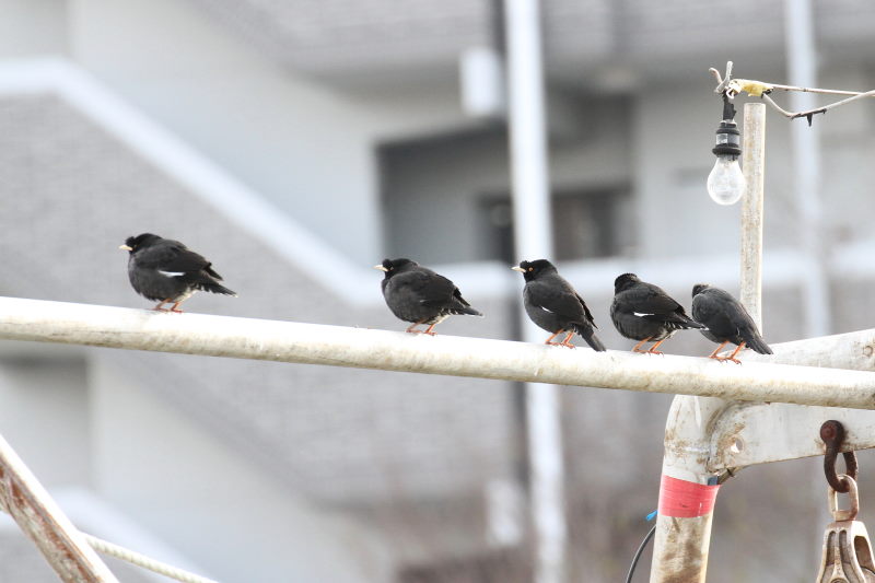ハッカチョウ　成鳥（５態-3）　明石漁港　明石市　兵庫県　（写真提供：　萬田）