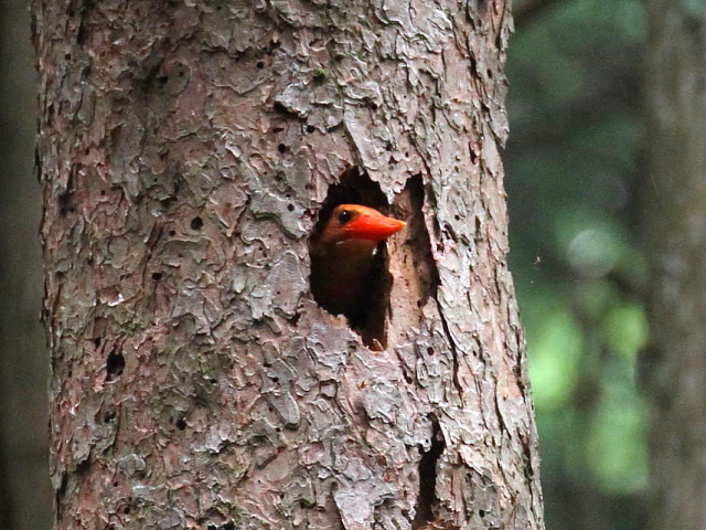 AJVEr iQ-1j@@Ɍ@2014/06/29@ Photo by Manda