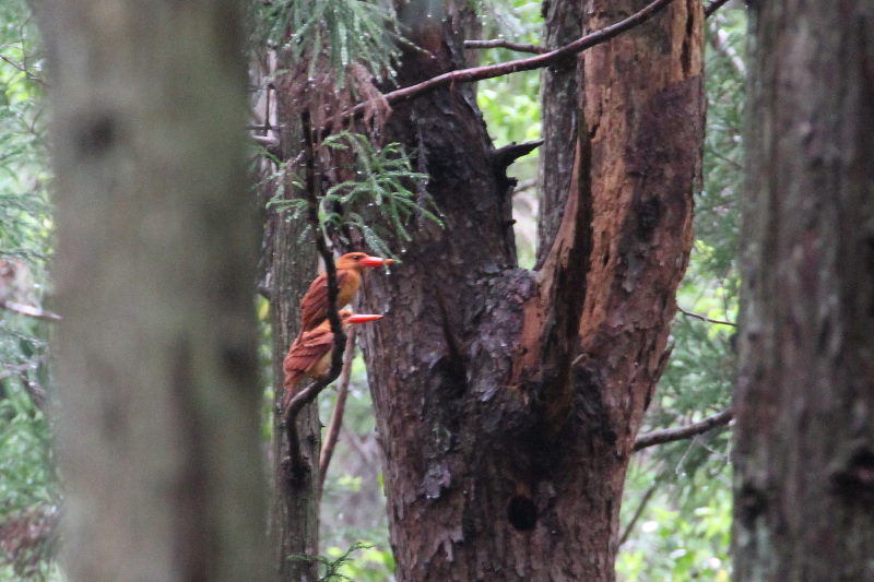 アカショウビンの子育て(9態-1) ささやま 兵庫県 2015/05/16 - 07/02 Photo by manda アカショウビンの子育て(9態-1) ささやま 兵庫県 2015/05/16 - 07/02 Photo by manda