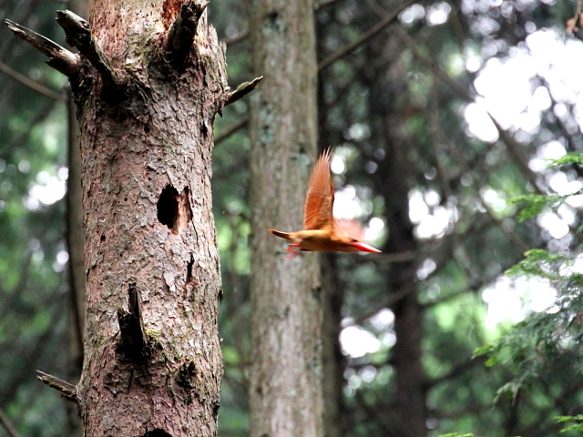 AJVEr iQ-2j@@Ɍ@2014/06/29@ Photo by Manda