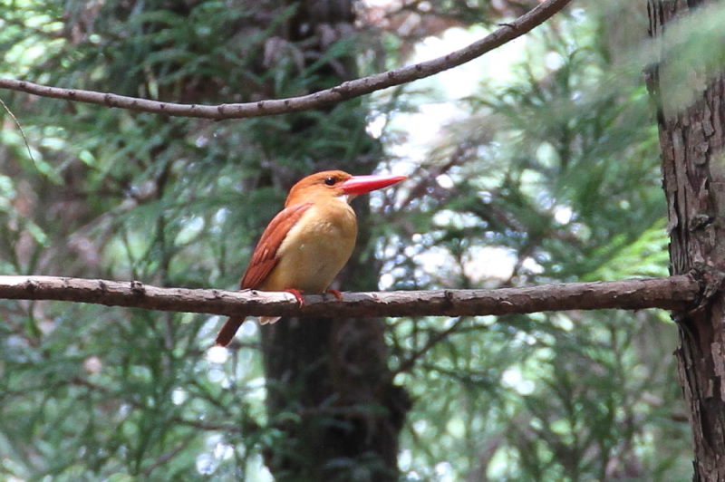 アカショウビンの子育て(9態-2) ささやま 兵庫県 2015/05/16 - 07/02 Photo by manda アカショウビンの子育て(9態-2) ささやま 兵庫県 2015/05/16 - 07/02 Photo by manda