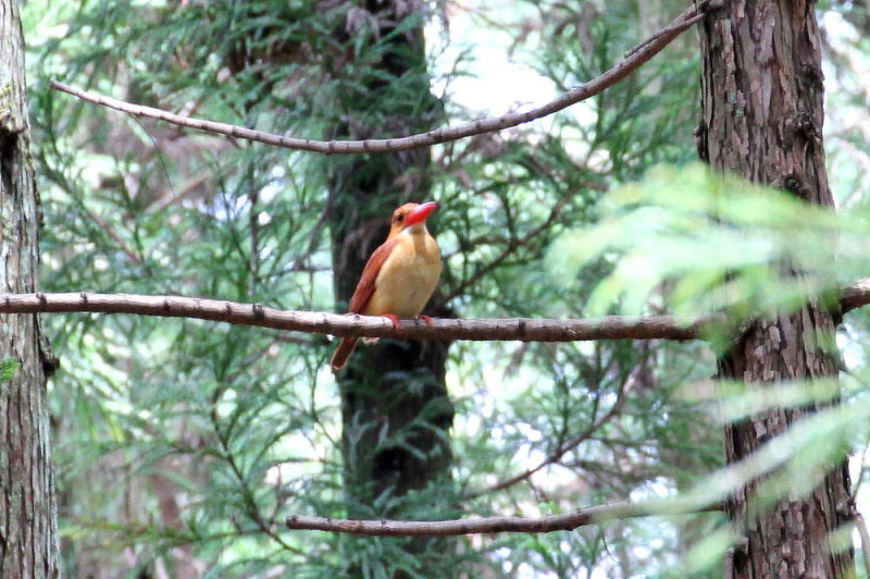 アカショウビンの子育て(9態-3) ささやま 兵庫県 2015/05/16 - 07/02 Photo by manda アカショウビンの子育て(9態-3) ささやま 兵庫県 2015/05/16 - 07/02 Photo by manda