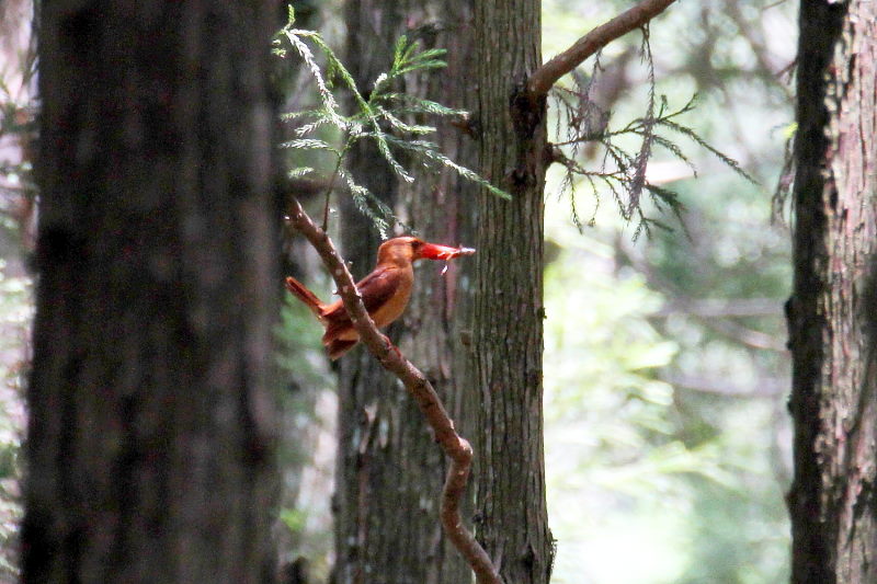 アカショウビンの子育て(9態-4) ささやま 兵庫県 2015/05/16 - 07/02 Photo by manda アカショウビンの子育て(9態-4) ささやま 兵庫県 2015/05/16 - 07/02 Photo by manda