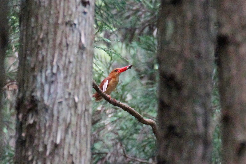 アカショウビンの子育て(9態-5) ささやま 兵庫県 2015/05/16 - 07/02 Photo by manda アカショウビンの子育て(9態-5) ささやま 兵庫県 2015/05/16 - 07/02 Photo by manda