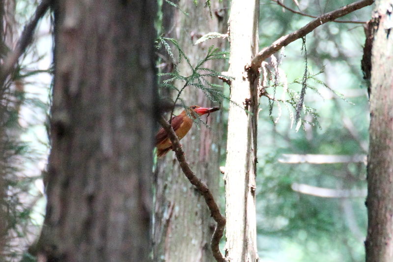 アカショウビンの子育て(9態-6) ささやま 兵庫県 2015/05/16 - 07/02 Photo by manda アカショウビンの子育て(9態-6) ささやま 兵庫県 2015/05/16 - 07/02 Photo by manda