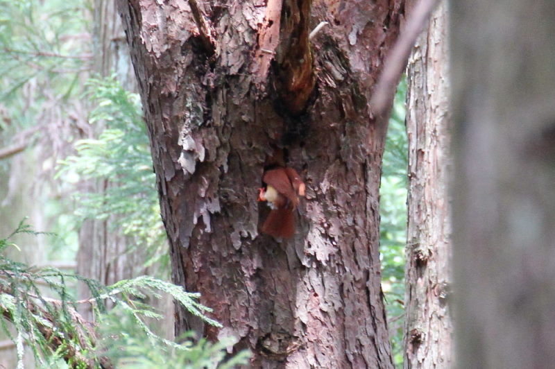 アカショウビンの子育て(9態-7) ささやま 兵庫県 2015/05/16 - 07/02 Photo by manda アカショウビンの子育て(9態-7) ささやま 兵庫県 2015/05/16 - 07/02 Photo by manda