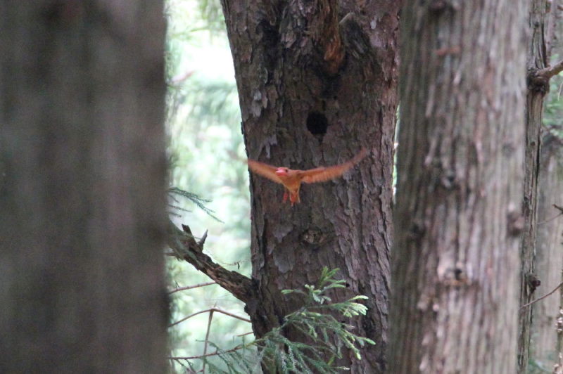 アカショウビンの子育て(9態-8) ささやま 兵庫県 2015/05/16 - 07/02 Photo by manda アカショウビンの子育て(9態-8) ささやま 兵庫県 2015/05/16 - 07/02 Photo by manda