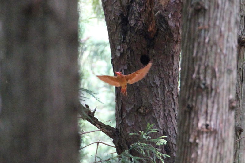 アカショウビンの子育て(9態-9) ささやま 兵庫県 2015/05/16 - 07/02 Photo by manda アカショウビンの子育て(9態-9) ささやま 兵庫県 2015/05/16 - 07/02 Photo by manda