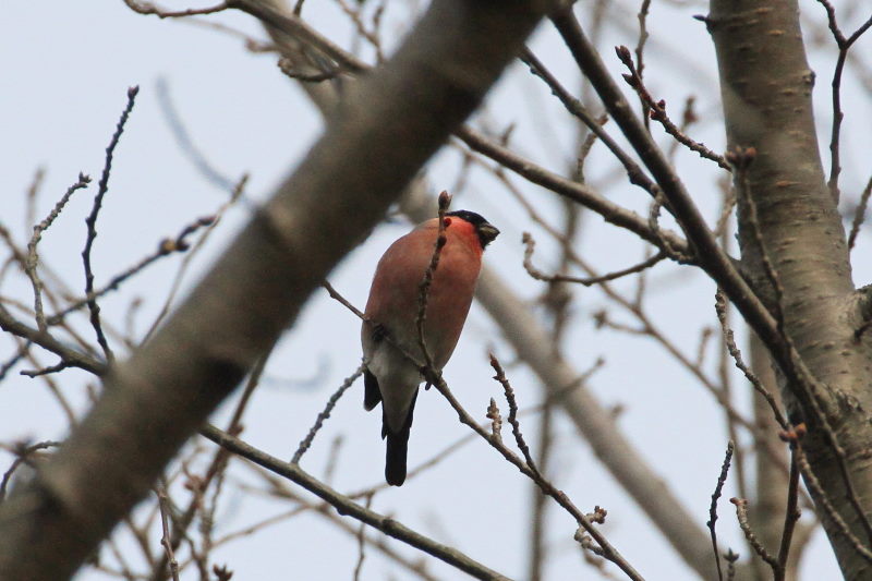 アカウソ ♂　（３態-1）　甘南備山のいろんなウソたち　八幡市　2015/03/12　Photo by manda