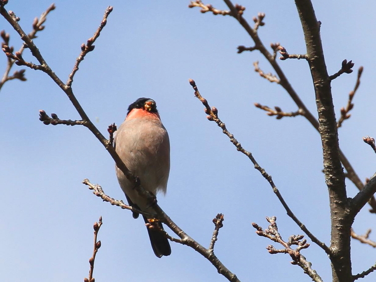 A AJE\ @@s@r@2014/03/03@ Photo by Manda