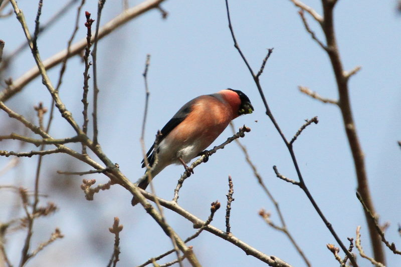 アカウソ ♂　（３態-2）　甘南備山のいろんなウソたち　八幡市　2015/03/12　Photo by manda