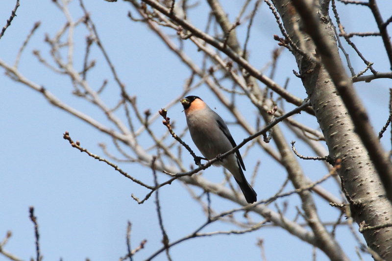 アカウソ ♂　（３態-3）　甘南備山のいろんなウソたち　八幡市　2015/03/12　Photo by manda