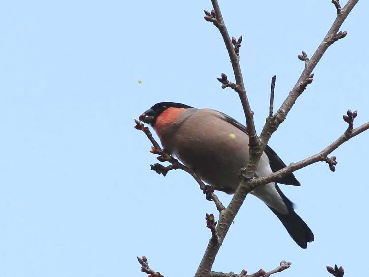 C AJE\ @@s@r@2014/03/03@ Photo by Manda