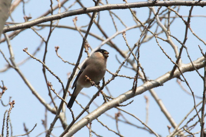アカウソ ♀　甘南備山のいろんなウソたち　八幡市　2015/03/12　Photo by manda