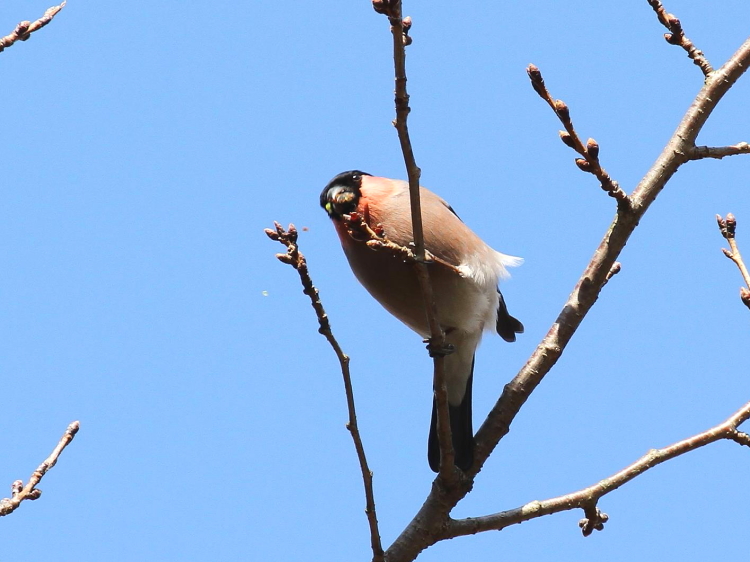 D AJE\ @@s@r@2014/03/03@ Photo by Manda