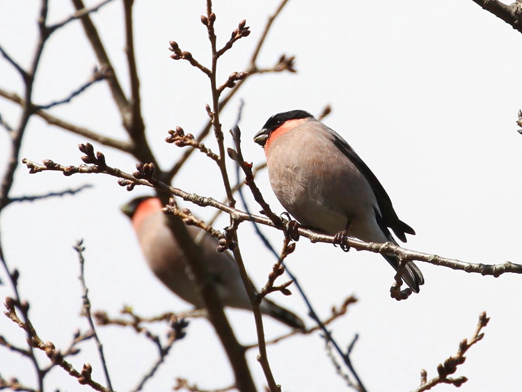 E AJE\ @@s@r@2014/03/03@ Photo by Manda