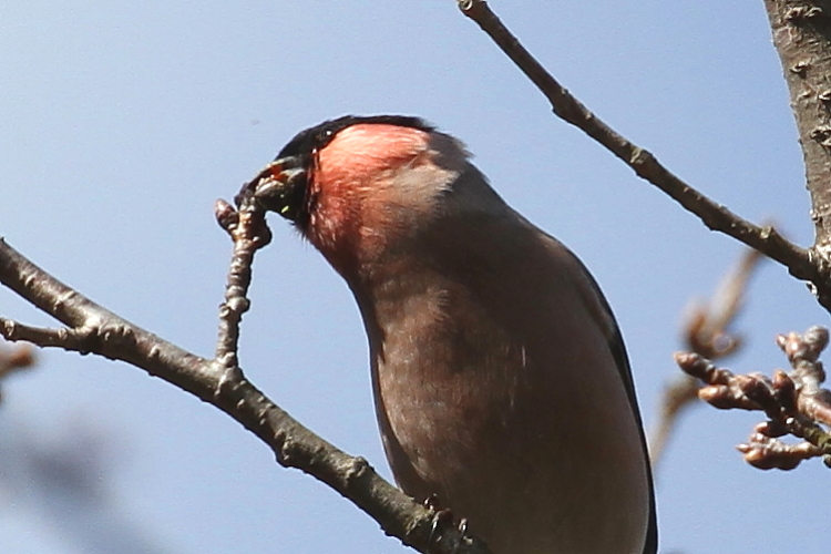 F AJE\ @@s@r@2014/03/03@ Photo by Manda