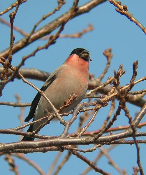 @ AJE\ @s@w@2007/01/31@ Photo by Takayama