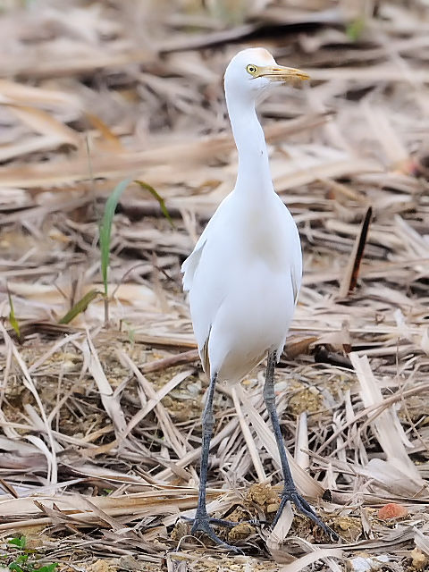 B A}TM@@~H@Ί_@ꌧ@2011/01/25@Photo by Kohyuh