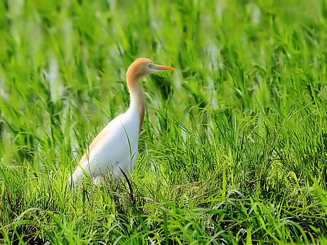 ① アマサギ　成鳥　夏羽　大谷川　八幡市　2012/06/22　Photo by Kohyuh