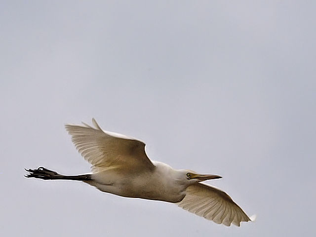 C A}TM@@~H@Ί_@ꌧ@2011/01/25@Photo by Kohyuh