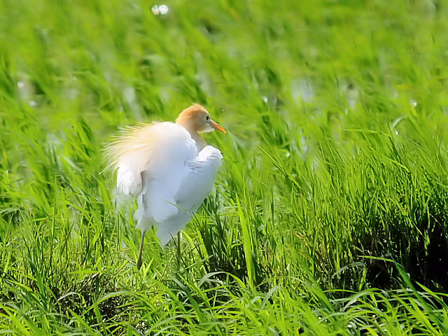 ② アマサギ　成鳥　夏羽　大谷川　八幡市　2012/06/22　Photo by Kohyuh