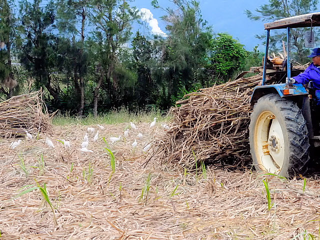 D A}TM̌Q@~H@Ί_@ꌧ@2011/01/25@Photo by Kohyuh