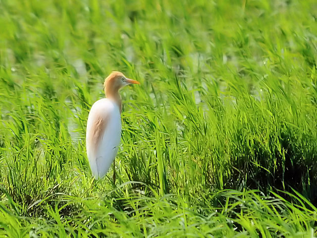 ③ アマサギ　成鳥　夏羽　大谷川　八幡市　2012/06/22　Photo by Kohyuh