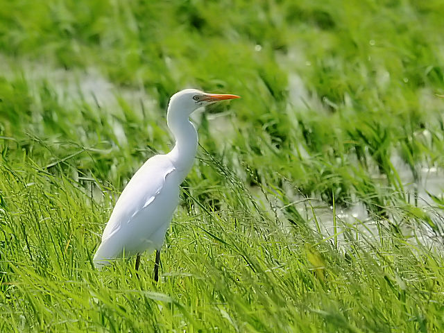 ⑥ アマサギ　幼鳥　夏羽　大谷川　八幡市　2012/06/22　Photo by Kohyuh