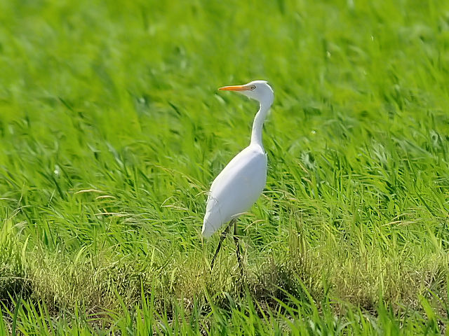 ⑦ アマサギ　幼鳥　夏羽　大谷川　八幡市　2012/06/22　Photo by Kohyuh