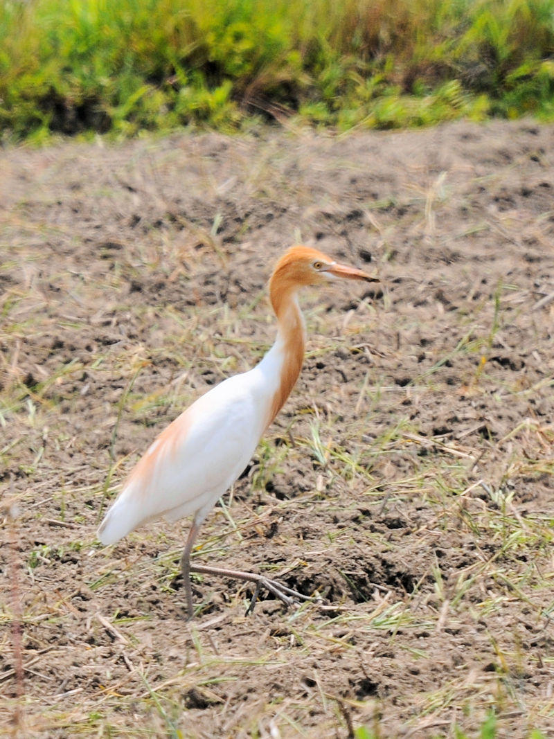 A}TM@@ĉH@J@s@2022/05/25@Photo by Kohyuh