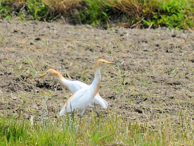 A}TM@@ĉH@J@s@2022/05/25@Photo by Kohyuh